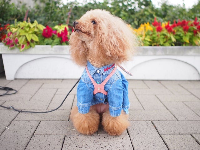 No.401・402 犬服ハンドメイド　バックオープンワンピース No.401・402 犬服ハンドメイド バックオープンワンピース - メルカリ